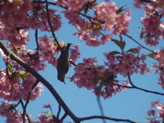 桜の香りに誘われて