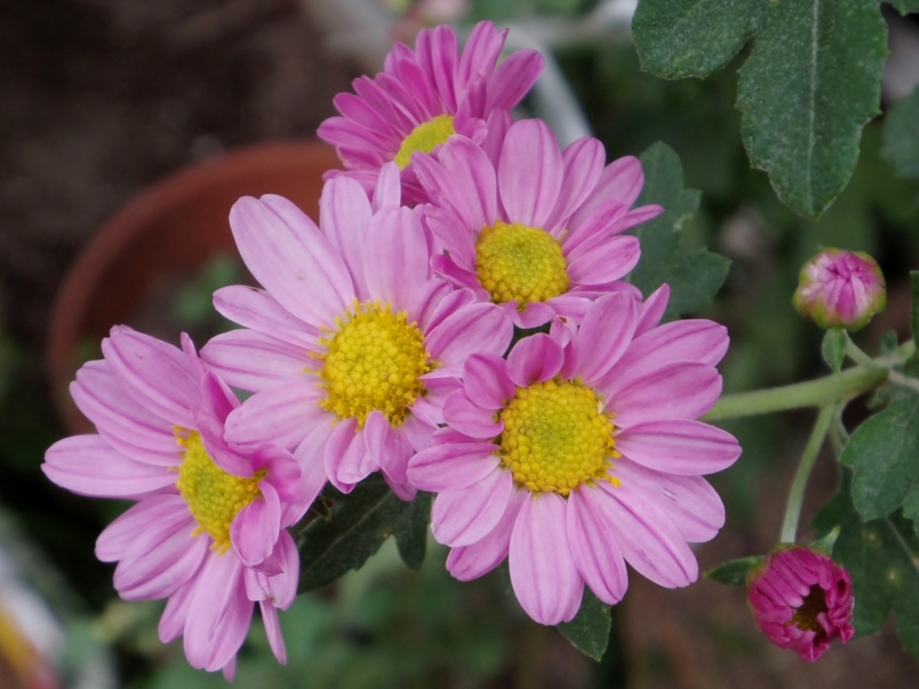 花