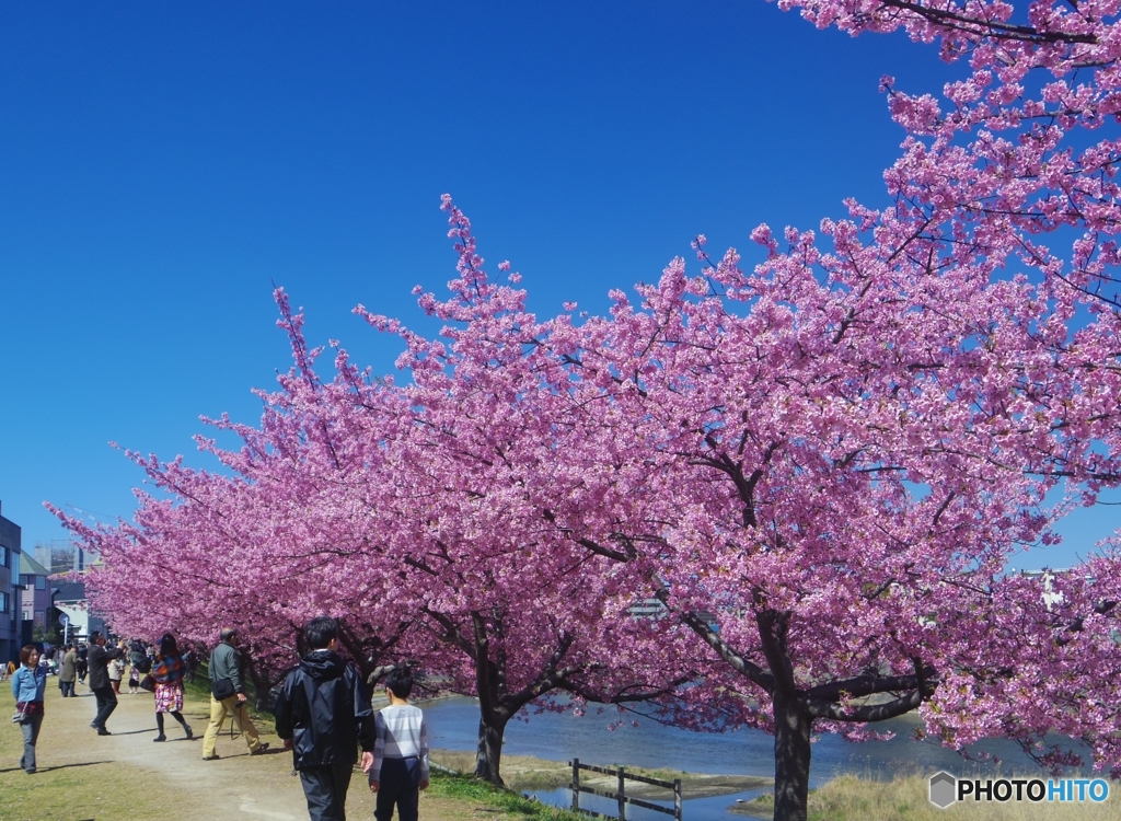 葵桜