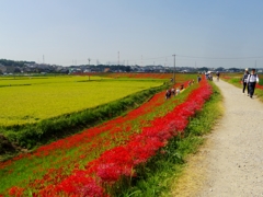 矢勝川を散策