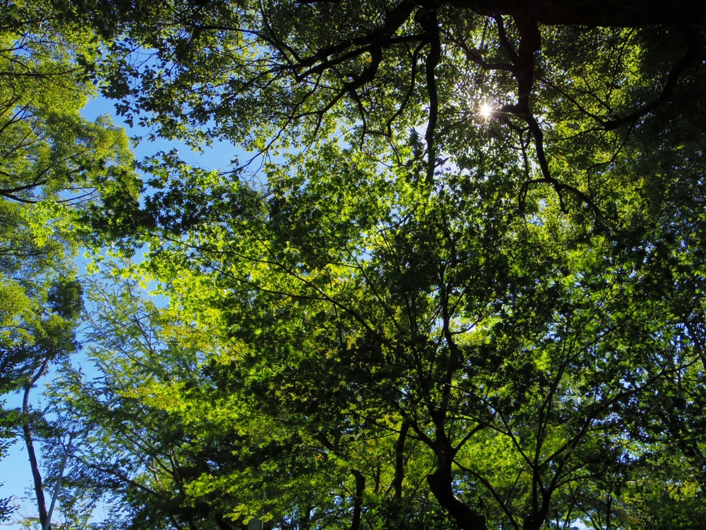 IMGP3554