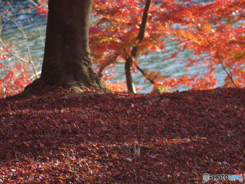 紅い絨毯