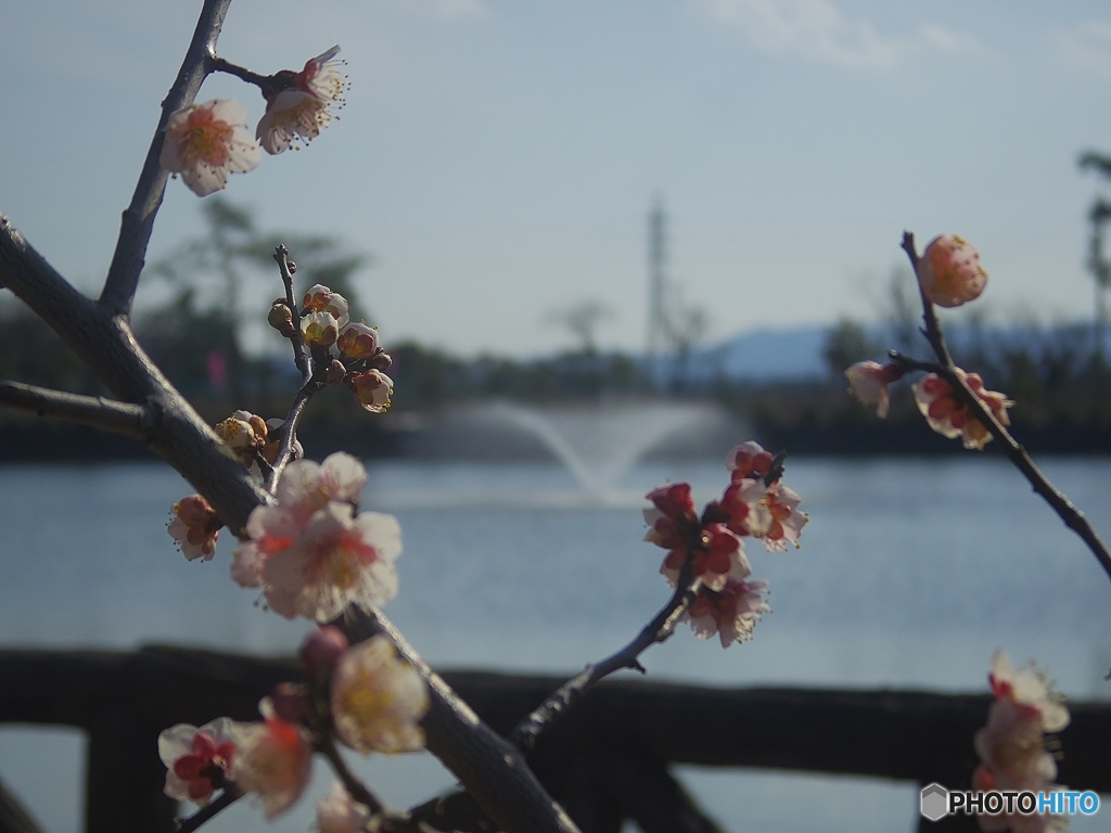 梅と噴水