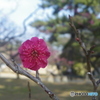 開花