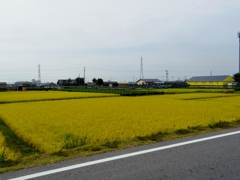 稲穂