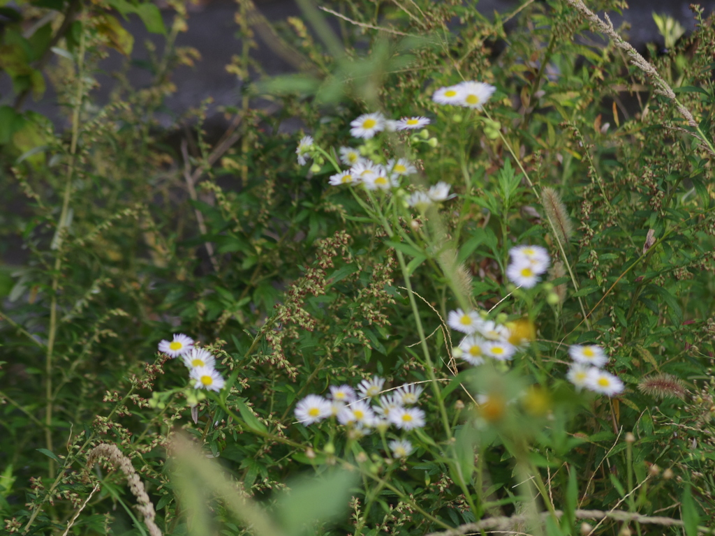 IMGP3768