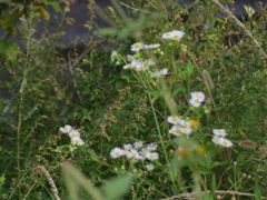 IMGP3768