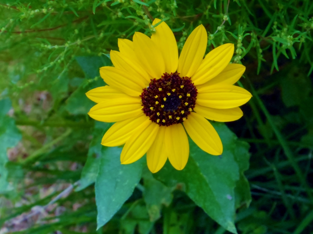 花