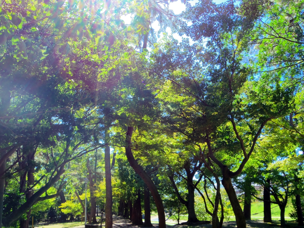 日差し