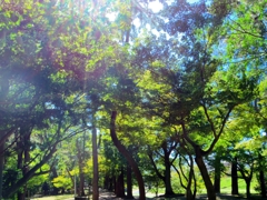 日差し
