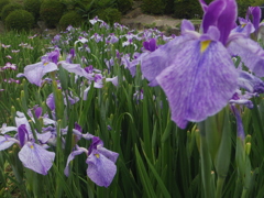 花菖蒲