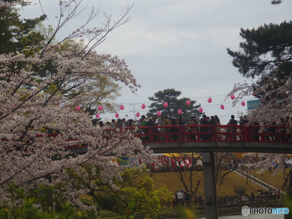 太鼓橋と桜