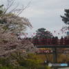 太鼓橋と桜