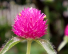 花