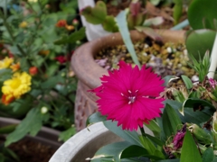 IMGP3912