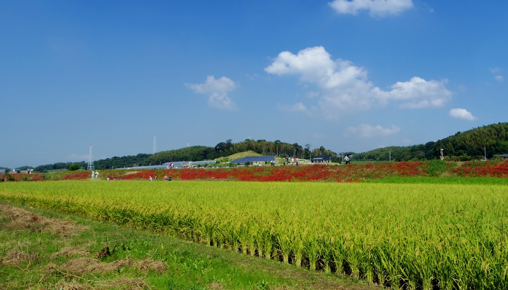 田んぼと曼珠沙華
