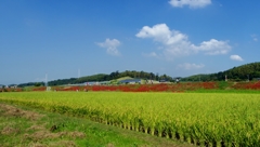 田んぼと曼珠沙華