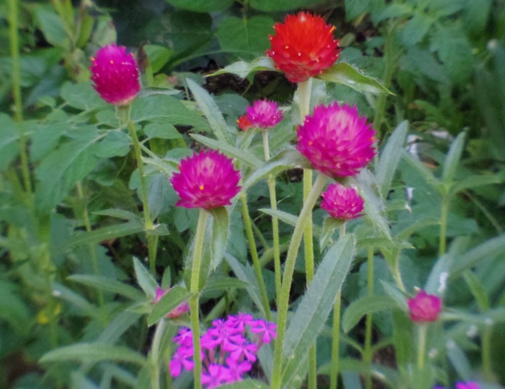 花