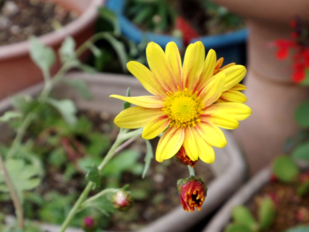 花