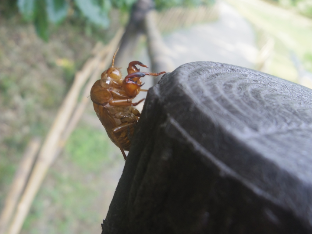 夏を感じる
