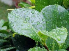 雨粒