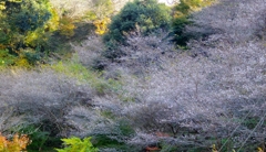 四季桜