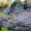 四季桜
