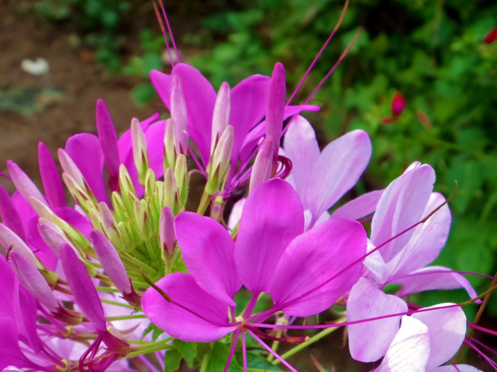 花
