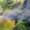 四季桜