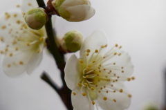 開花