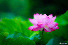 雨に咲く花