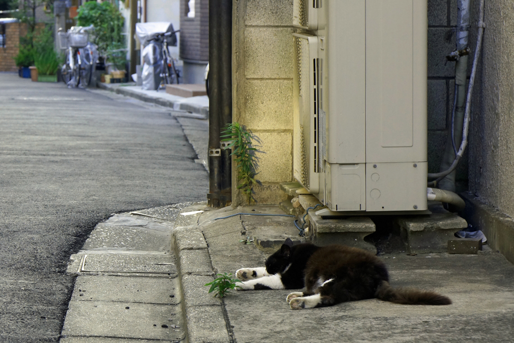 夕涼み