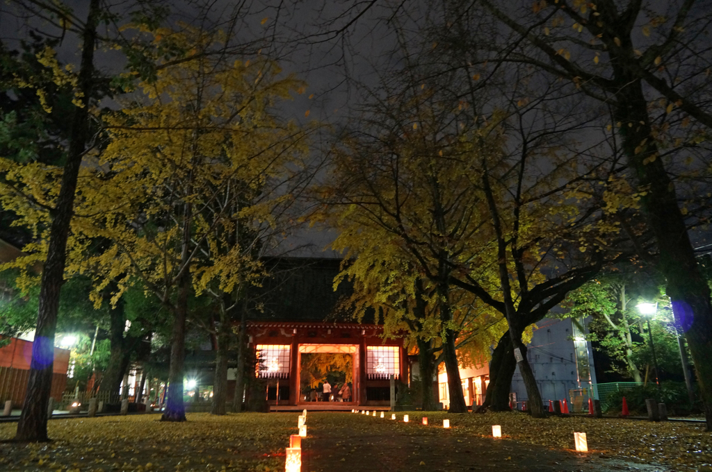 葛飾八幡宮　千本公孫樹③