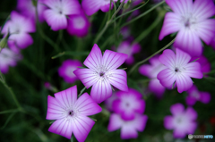 水中花