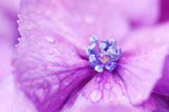 紫陽花　その３