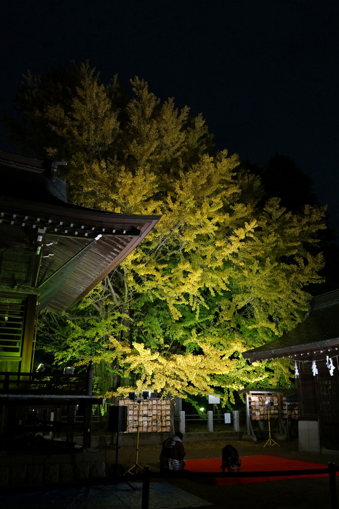葛飾八幡宮　千本公孫樹⑤