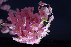 blooms at night