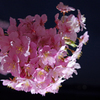 blooms at night