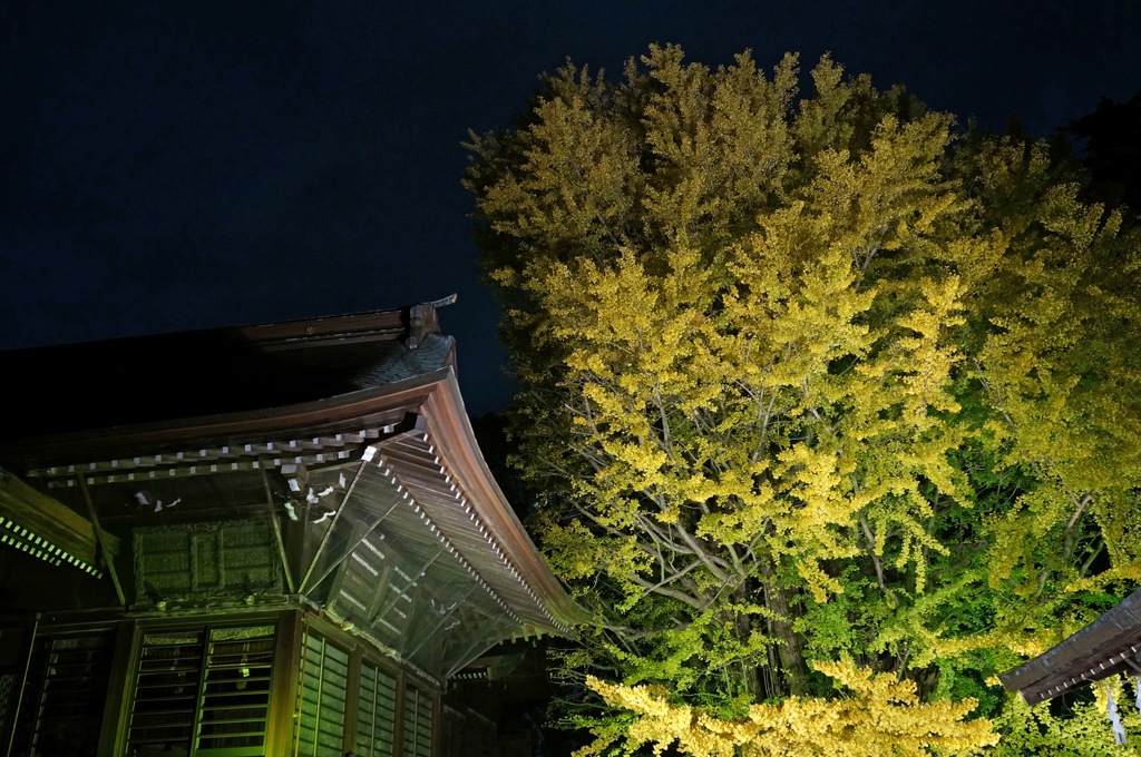 葛飾八幡宮　千本公孫樹④