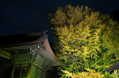 葛飾八幡宮　千本公孫樹④