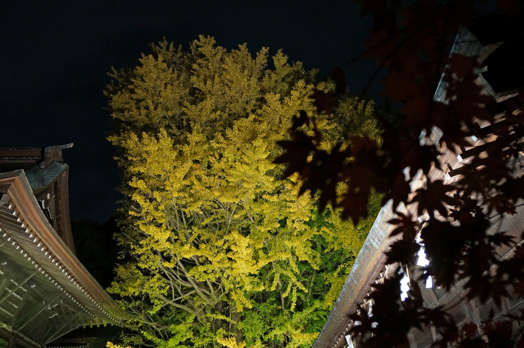 葛飾八幡宮　千本公孫樹②