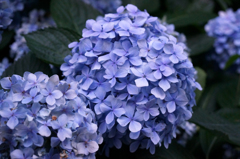 紫陽花