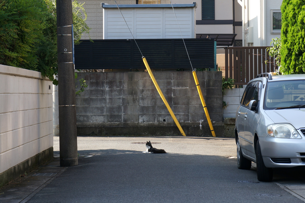 朝涼み