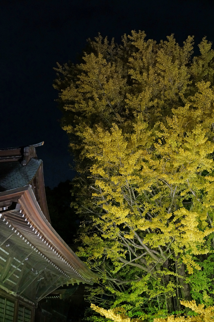 葛飾八幡宮　千本公孫樹①