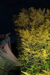 葛飾八幡宮　千本公孫樹①