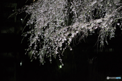 blooms at night 2