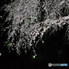blooms at night 2