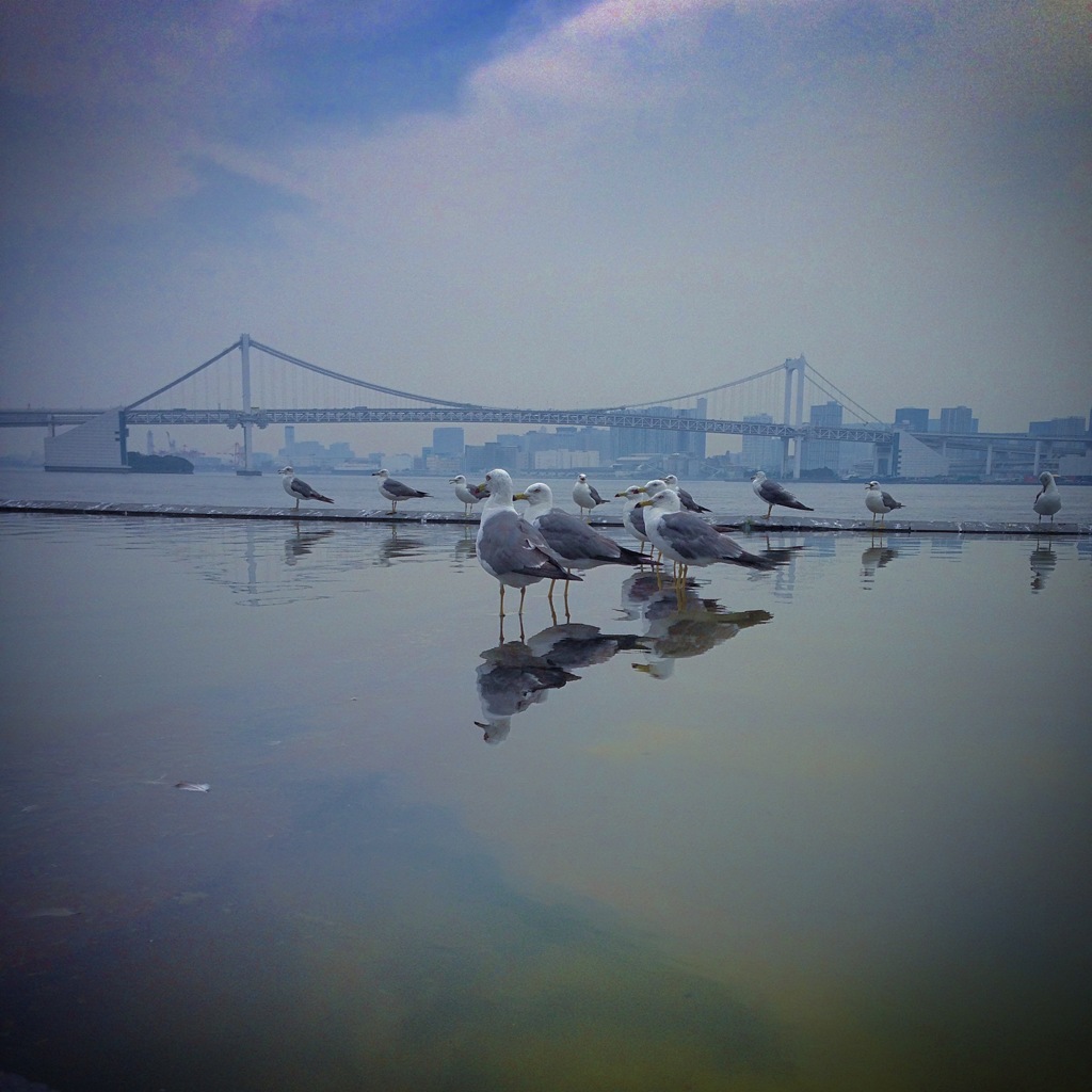 海辺に涼む水鳥達