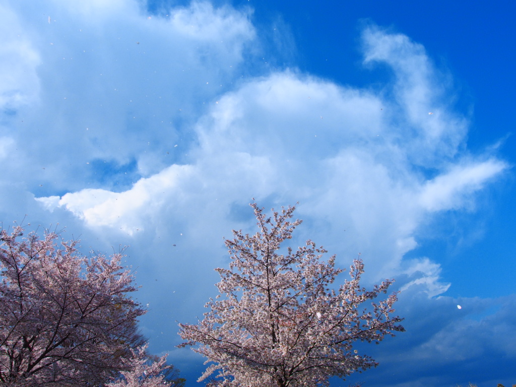 桜と空