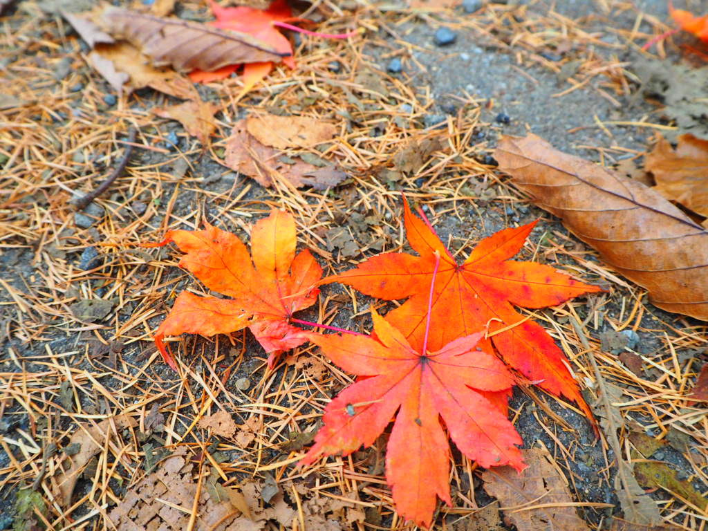 紅葉狩り